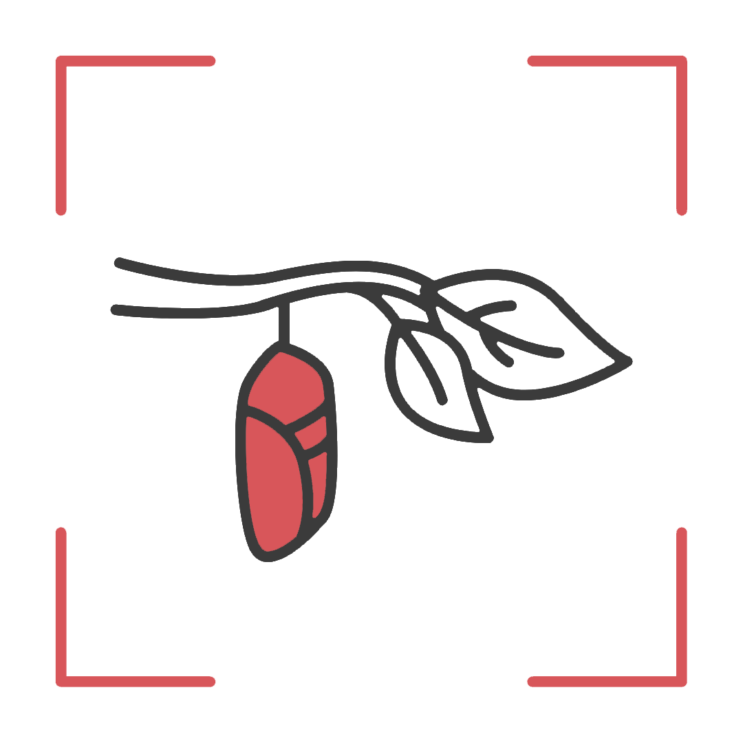 Icon_Konkon